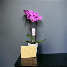 Pink Phalaenopsis Orchid with Chocolates